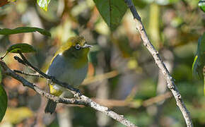 Sri Lanka White-eye