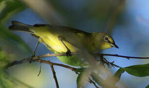 Cape White-eye