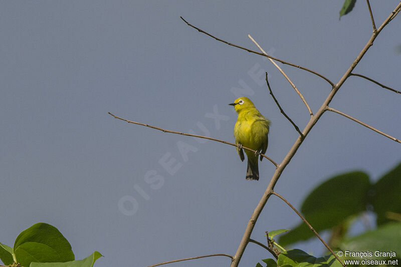 Northern Yellow White-eyeadult