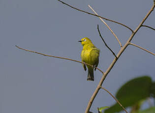 Zostérops jaune