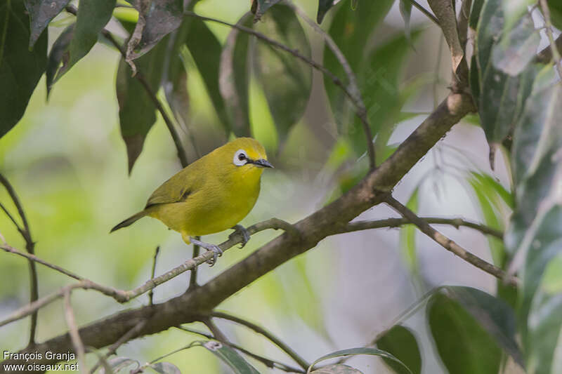 Northern Yellow White-eyeadult