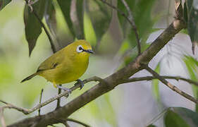 Northern Yellow White-eye