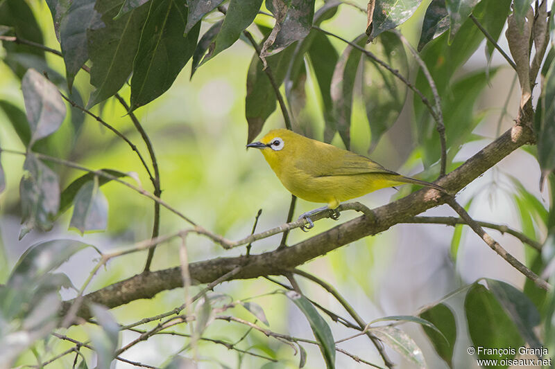 Northern Yellow White-eyeadult