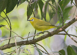 Northern Yellow White-eye