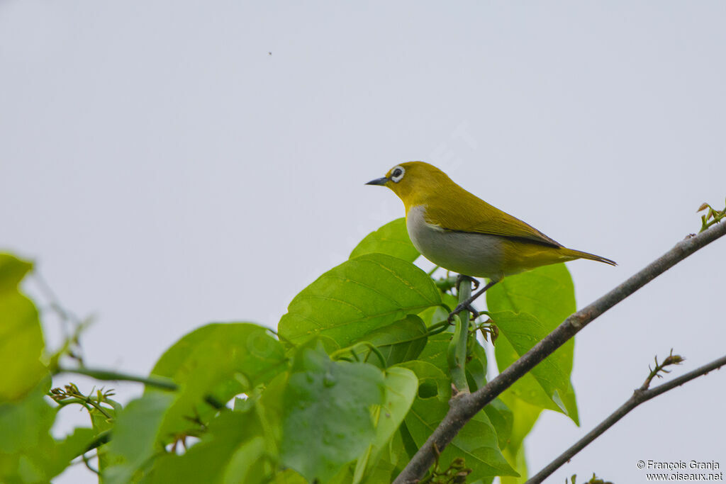 Zostérops oriental