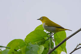 Indian White-eye