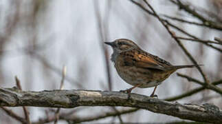 Dunnock