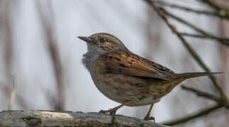 Dunnock