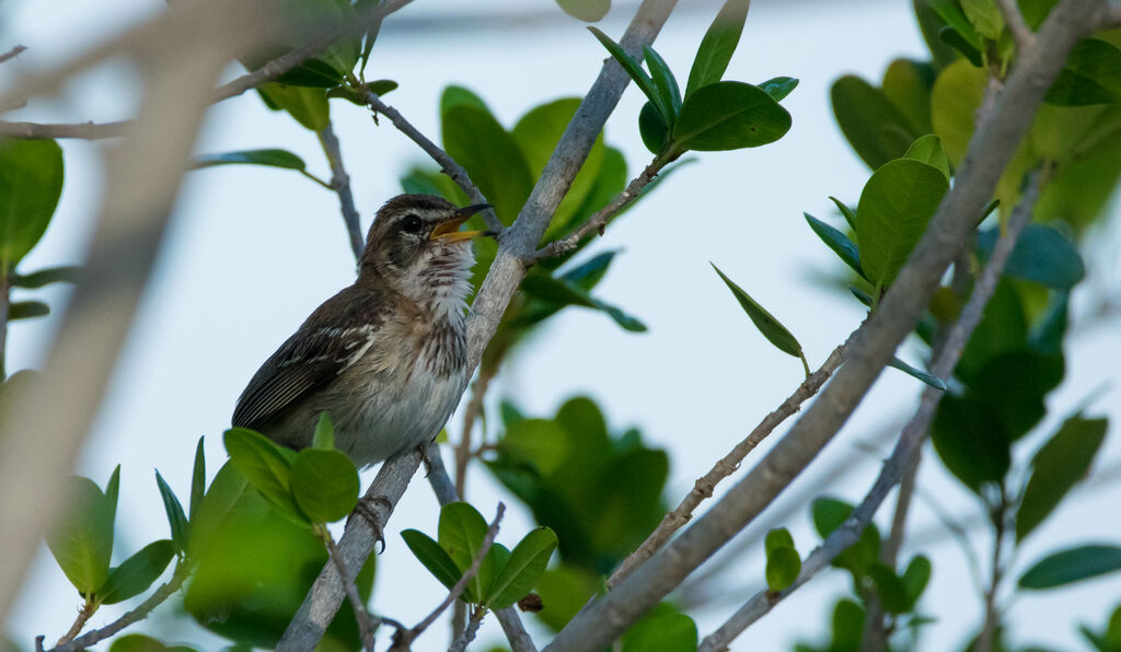 White-browed Scrub Robin