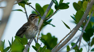 White-browed Scrub Robin