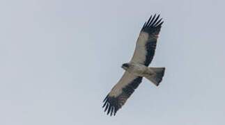 Booted Eagle