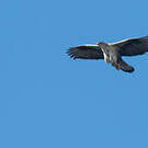 Aigle de Bonelli