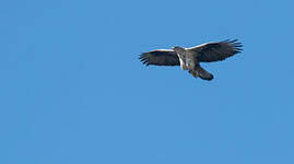 Aigle de Bonelli