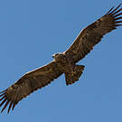 Aigle des steppes
