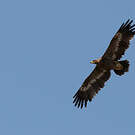 Aigle des steppes