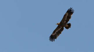 Steppe Eagle