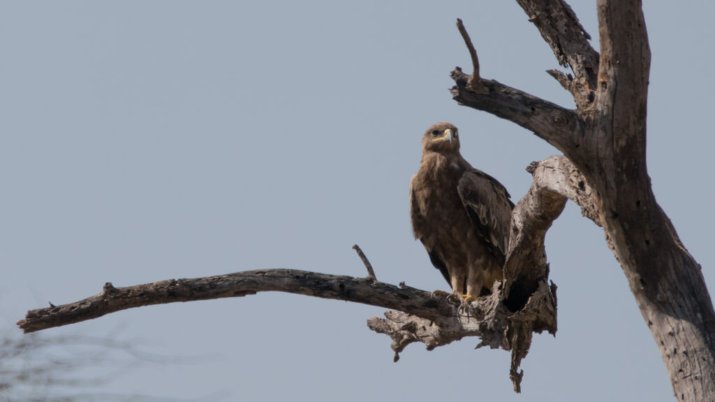 Aigle des steppesadulte