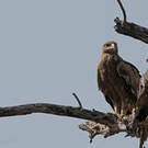 Aigle des steppes