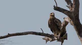 Steppe Eagle