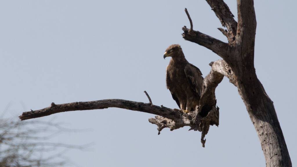 Steppe Eagle