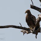 Aigle des steppes