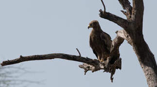 Steppe Eagle