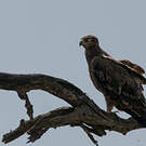 Aigle des steppes