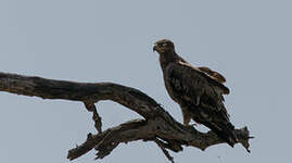 Aigle des steppes