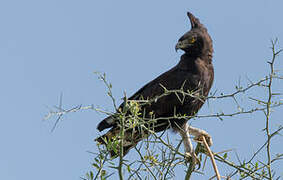 Long-crested Eagle