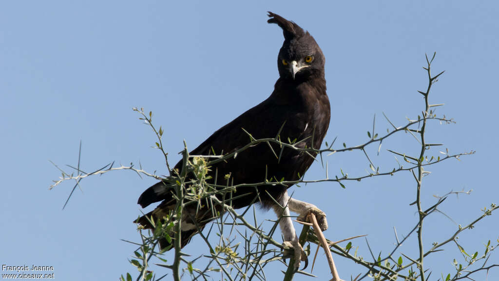 Long-crested Eagle