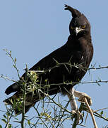 Long-crested Eagle