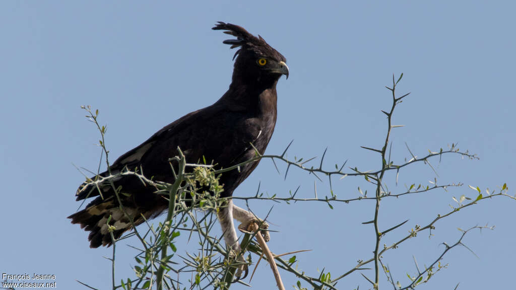 Long-crested Eagle