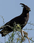 Long-crested Eagle