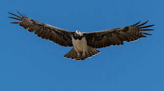 Martial Eagle