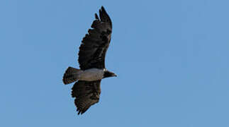 Martial Eagle