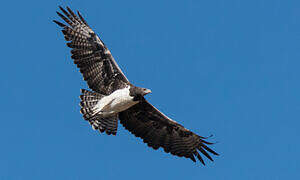 Martial Eagle