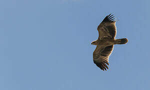 Tawny Eagle