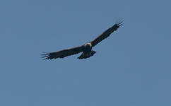 Aigle royal