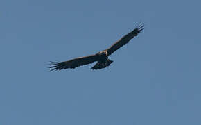 Aigle royal
