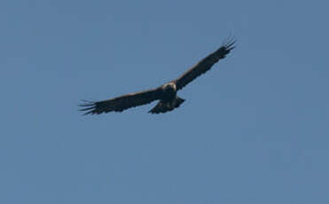 Aigle royal