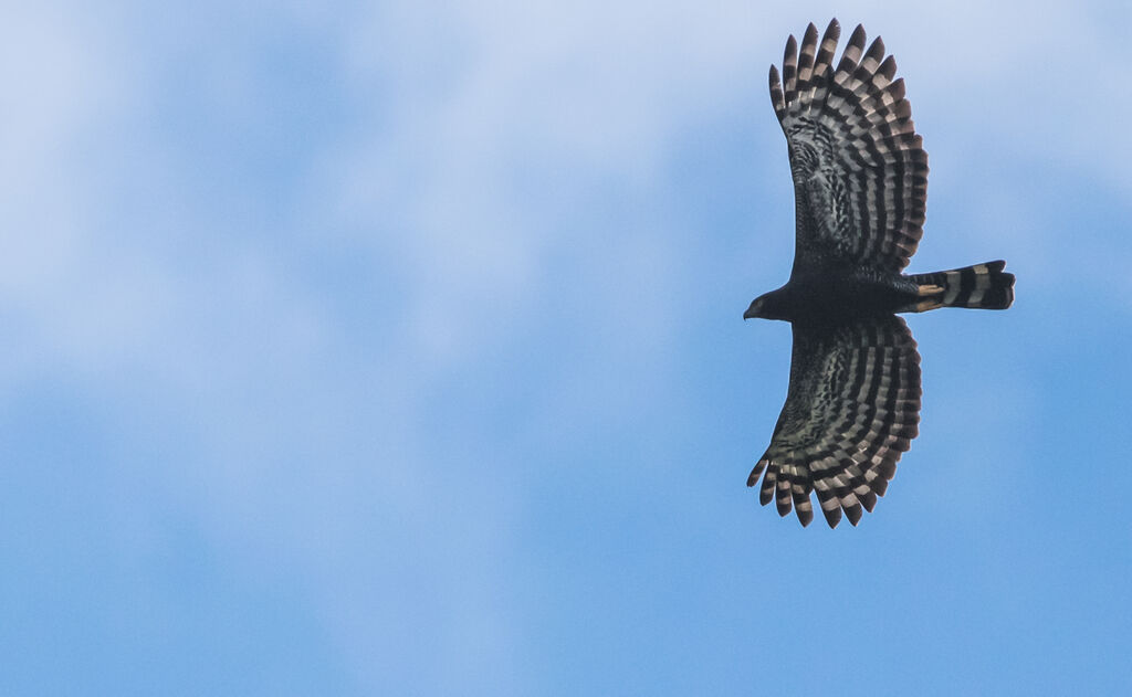 Black Hawk-Eagle