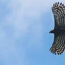 Aigle tyran