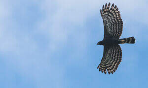 Black Hawk-Eagle