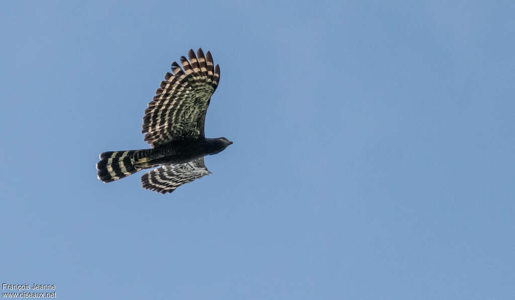 Aigle tyranadulte, pigmentation