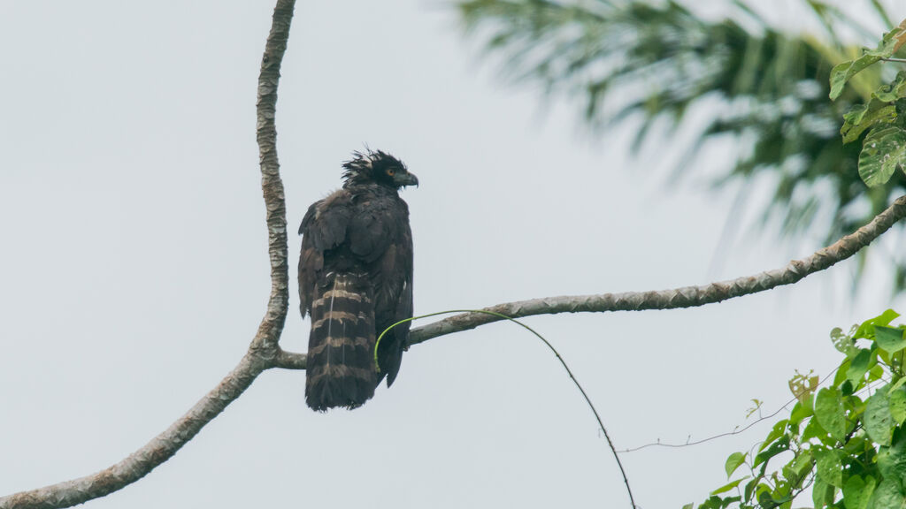 Black Hawk-Eagle