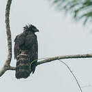 Aigle tyran
