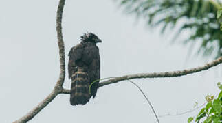 Black Hawk-Eagle