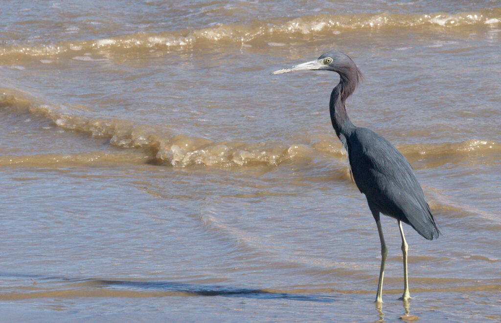 Little Blue Heron