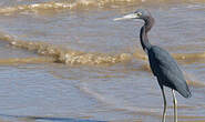 Aigrette bleue