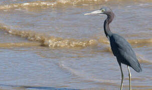 Little Blue Heron